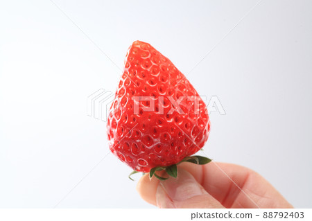 Echigo Hime 88792403