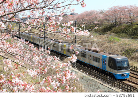 千葉新城鐵道9100型列車C-Flyer Sea Flyer和櫻花盛開 千葉新城鐵道9100型列車C-Flyer Sea Flyer和櫻花盛開 88792691