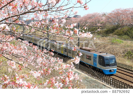 千葉新城鐵道9100型列車C-Flyer Sea Flyer和櫻花盛開 千葉新城鐵道9100型列車C-Flyer Sea Flyer和櫻花盛開 88792692