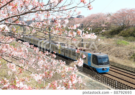 千葉新城鐵道9100型列車C-Flyer Sea Flyer和櫻花盛開 88792693