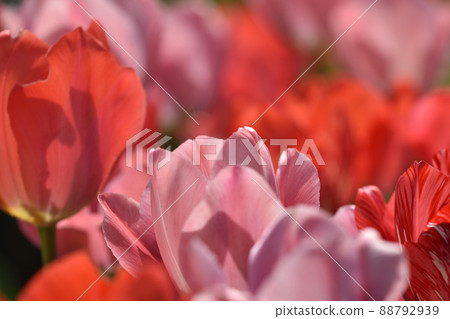 Tulip in the garden Tulip in the garden 88792939