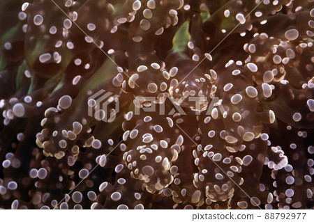 珊瑚蟲 Koedanagarehana 珊瑚圖形材料 88792977