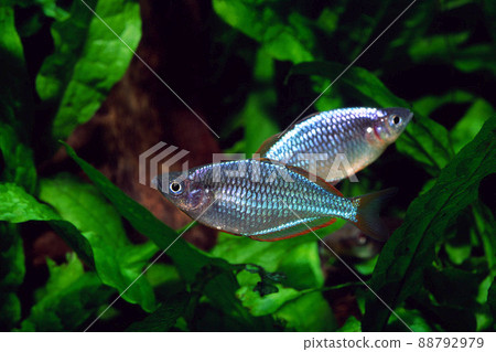 Neon rainbowfish rainbowfish aquarium Neon rainbowfish rainbowfish aquarium 88792979