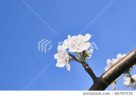 Pear flowers Pear flowers 88793538