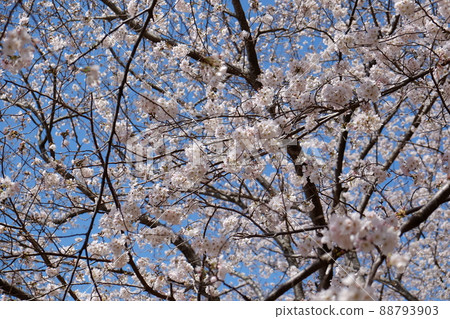 櫻花0023 88793903