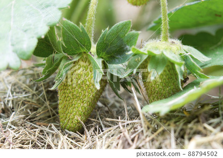 Close-up of two big green unripe strawberries lit by sun on blurred sunny light straw background. Agriculture, farming, vitamin diet and healthy delicious food concept. 88794502
