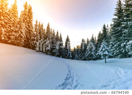 Pine trees in mountains in winter sunny day. 88794590