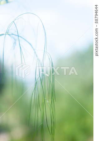 《Kobe City》 Botanical garden located in the mountains Nunobiki Herb Garden / 88794644