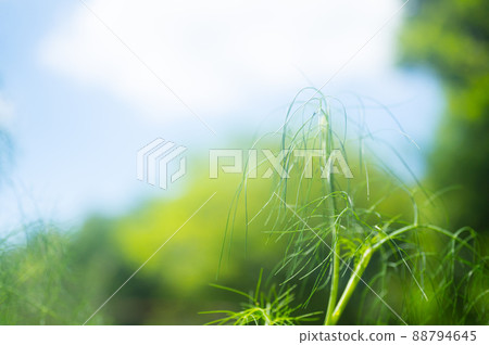 《Kobe City》 Botanical garden located in the mountains Nunobiki Herb Garden / 88794645