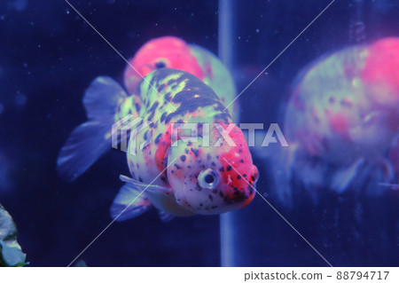 Edo-kishi Edo-kishi 88794717