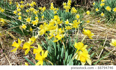 I found a daffodil I found a daffodil 88794746