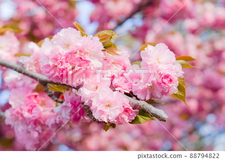 Cherry Blossom	 88794822