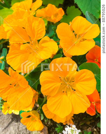 Nasturtium blooming in Kioicho, Tokyo Garden Terrace, Akasaka, Tokyo Nasturtium blooming in Kioicho, Tokyo Garden Terrace, Akasaka, Tokyo 88795026