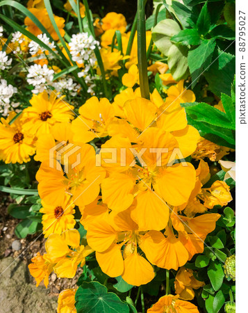 東京赤坂東京花園露台，紀尾井町的金蓮花盛開 88795027