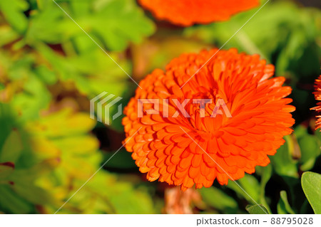 長居海之手公園 太陽山 春天的花壇 88795028