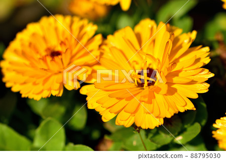 長居海之手公園 太陽山 春天的花壇 88795030