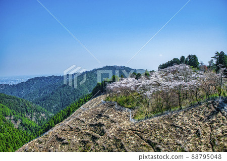 東京高尾山市町平的千本櫻花 東京高尾山市町平的千本櫻花 88795048