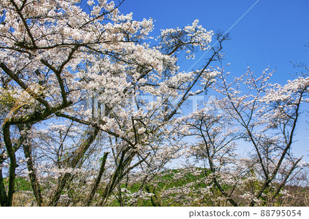 東京高尾山市町平的千本櫻花 東京高尾山市町平的千本櫻花 88795054