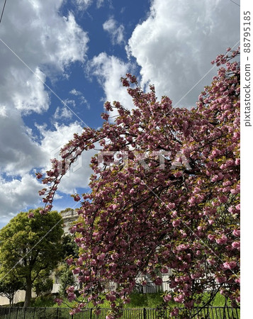 Double cherry blossoms blooming against the background of the blue sky and white clouds of a typhoon Double cherry blossoms blooming against the background of the blue sky and white clouds of a typhoon 88795185