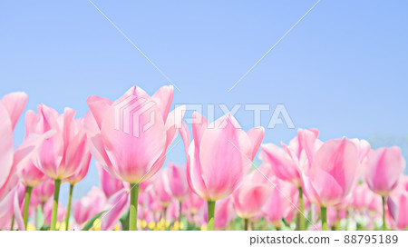 Pink tulips in full bloom in the blue sky Pink tulips in full bloom in the blue sky 88795189