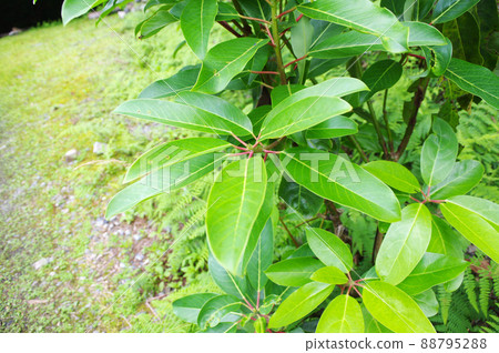 苔蘚路上的新鮮綠色 Yuzuriha 苔蘚路上的新鮮綠色 Yuzuriha 88795288