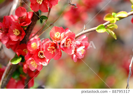 (花景)紅梅已開 (花景)紅梅已開 88795317