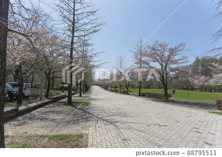Chichibu Muse Park around the time of cherry blossoms, a row of cherry blossom trees on Sky Road Chichibu Muse Park around the time of cherry blossoms, a row of cherry blossom trees on Sky Road 88795511