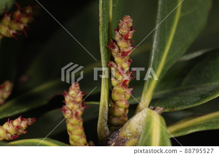 Natural plants, bayberry and female flowers. There are no petals, and a red style split in two is peeking through the gap between the bracts. Natural plants, bayberry and female flowers. There are no petals, and a red style split in two is peeking through the gap between the bracts. 88795527