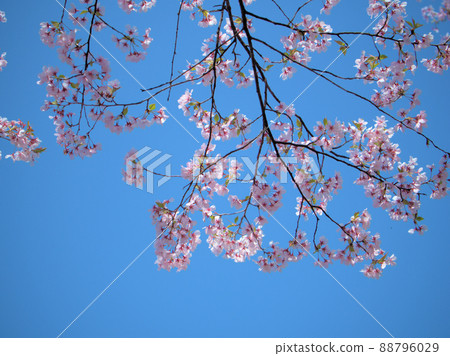 四月開花的越志彼岸櫻 88796029