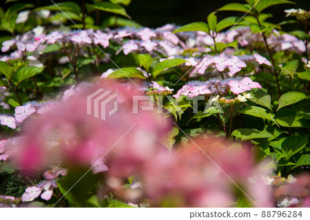 《Kobe City》 Botanical garden located in the mountains Nunobiki Herb Garden / 88796284