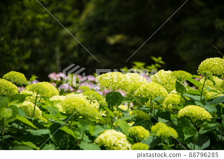 《Kobe City》 Botanical garden located in the mountains Nunobiki Herb Garden / 88796285