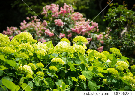 《Kobe City》 Botanical garden located in the mountains Nunobiki Herb Garden / 88796286