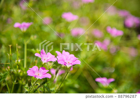 《Kobe City》 Botanical garden located in the mountains Nunobiki Herb Garden / 88796287