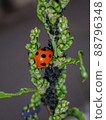 Ladybugs eating aphids on the free 88796348
