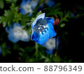 Nemophila blooming in the flowerbed 88796349