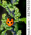 Ladybugs eating aphids with sardines 88796350