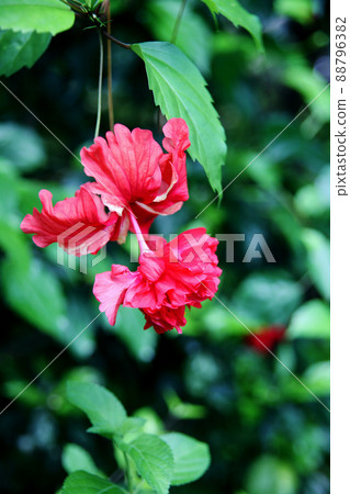 Hibiscus Hibiscus 88796382