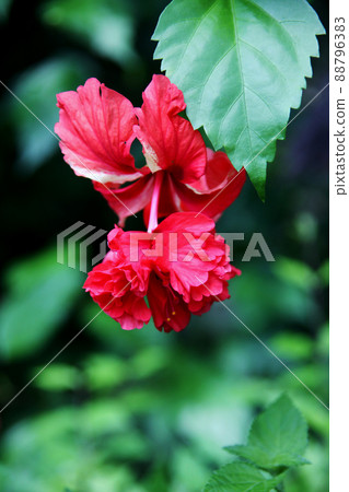 Hibiscus Hibiscus 88796383