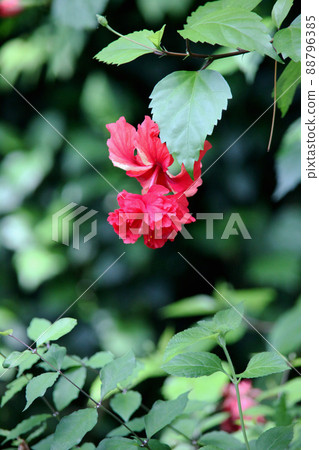 Hibiscus Hibiscus 88796385