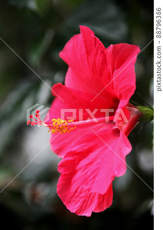 Hibiscus Hibiscus 88796386