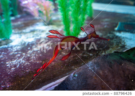 Weedy sea-dragon from Tasmania, Australia Weedy sea-dragon from Tasmania, Australia 88796426
