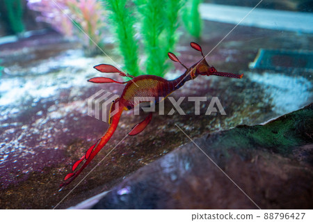 Weedy sea-dragon from Tasmania, Australia 88796427