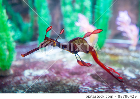 Weedy sea-dragon from Tasmania, Australia 88796429