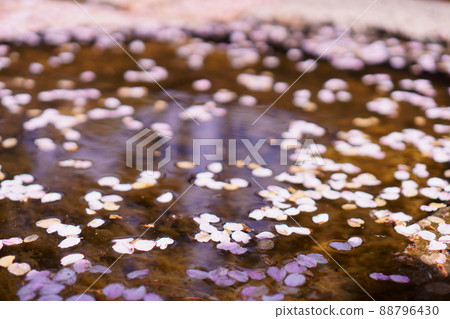 Sakura floating in the river 88796430