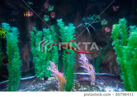 Weedy sea-dragon from Tasmania, Australia 88796431
