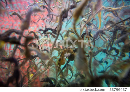 Massive seahorses in an aquarium at Beauty Point in Tasmania, Australia Massive seahorses in an aquarium at Beauty Point in Tasmania, Australia 88796487
