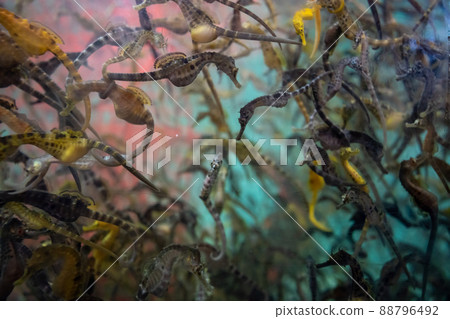 Massive seahorses in an aquarium at Beauty Point in Tasmania, Australia 88796492