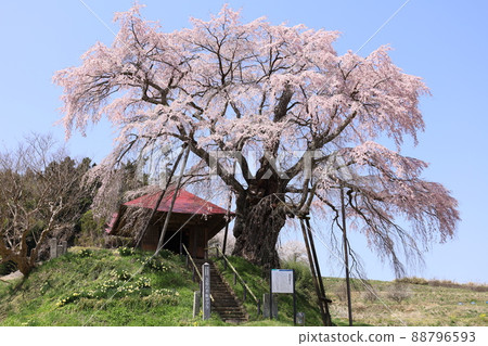 植石的不動櫻（垂枝櫻花）在日本春天盛開 88796593