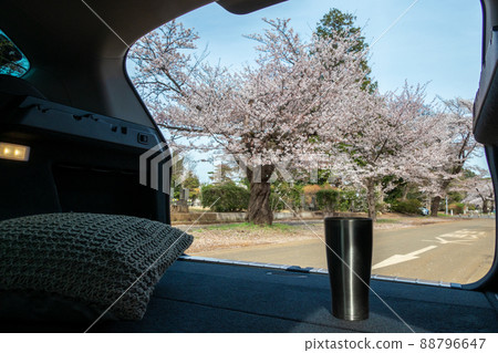 Cherry-blossom viewing from inside the car (Tokyo Tama Cemetery, March 2022) 88796647