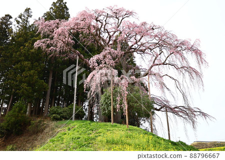 Weeping cherry blossoms on the battlefield in eight-minute bloom 88796667